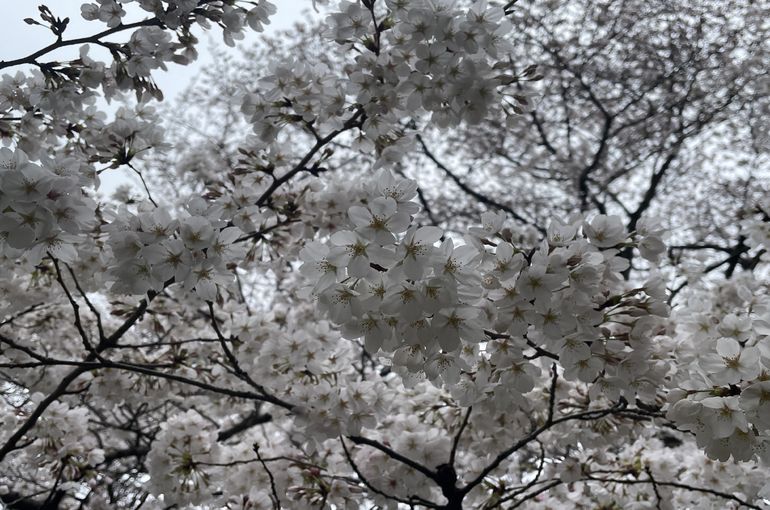 桜